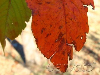 Autumn Leaf