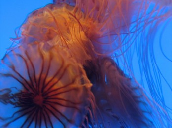 Jellyfish