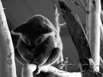 Koala