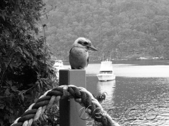 Kookaburra