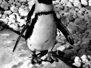 Penguin